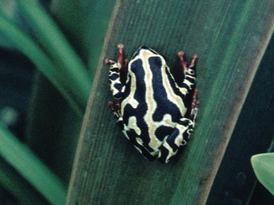 Marbled Reed Frog