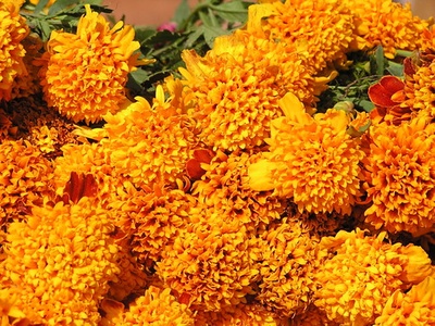 Marigold