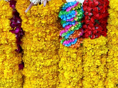 Marigolds multiple covered