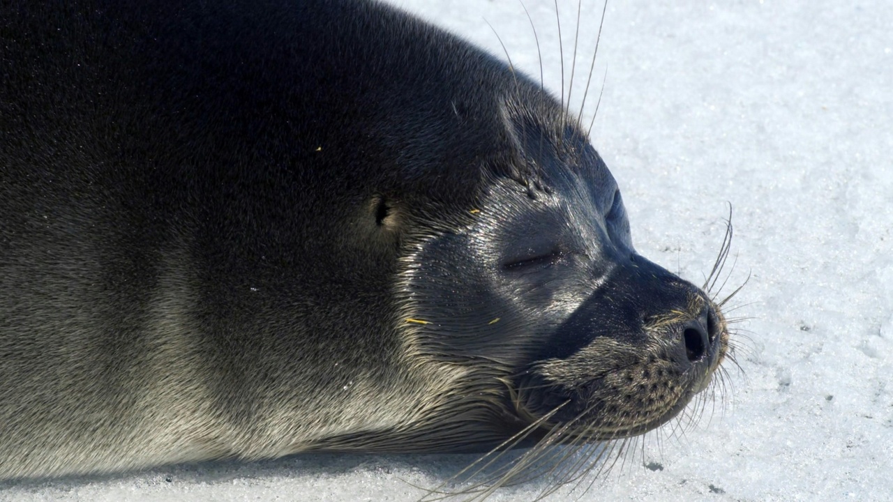 Baikal seal, Kamchatka salmon run, and Steller's sea eagle on the coast