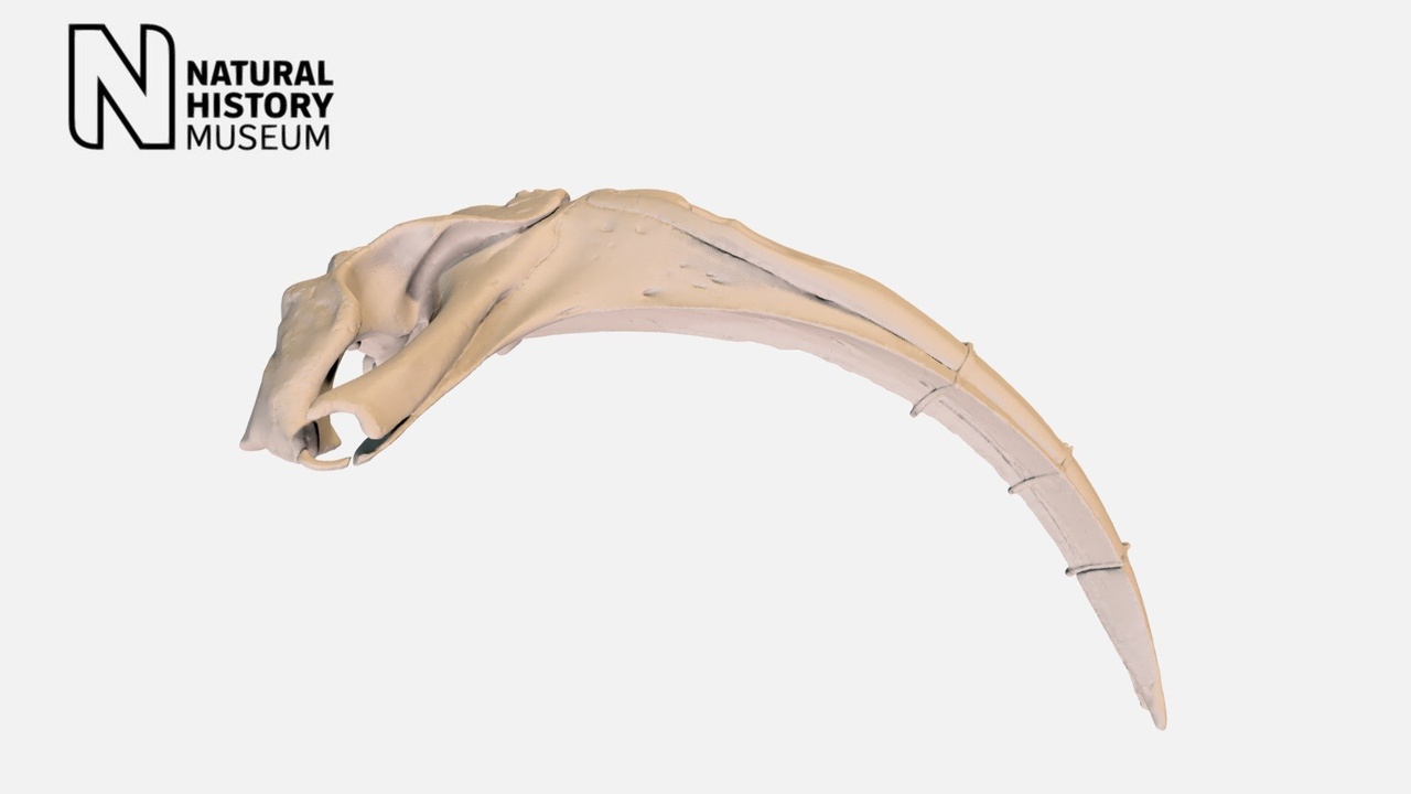 Ocean clam and other long-lived marine animals