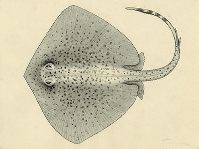 Marine stingrays (Pacific)
