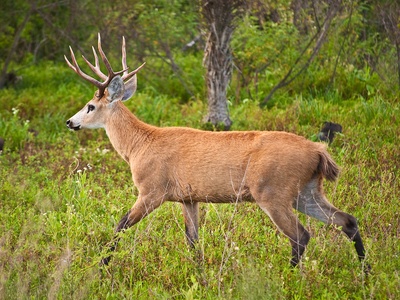 Marsh deer