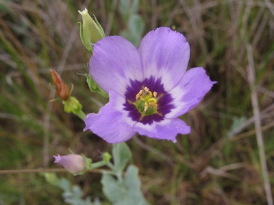 Marsh gentian