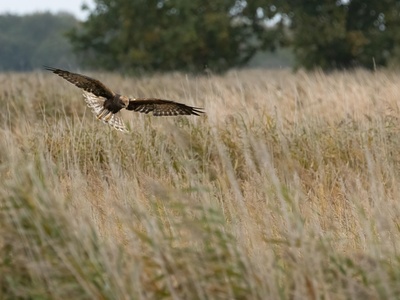 Marsh Harrier