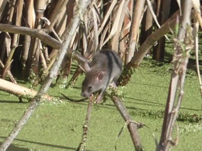Marsh rice rat