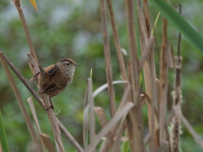 Marsh wren