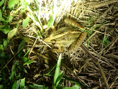 Mascarene grass frog
