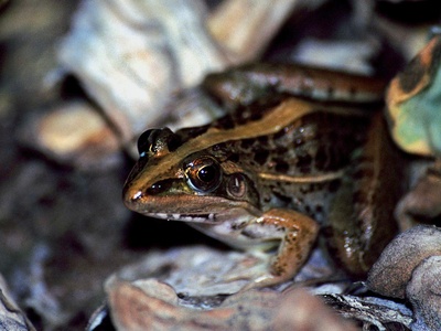 Mascarene grass frog