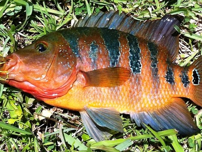 Mayan cichlid