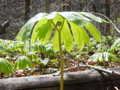 Mayapple