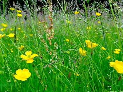 Meadow buttercup