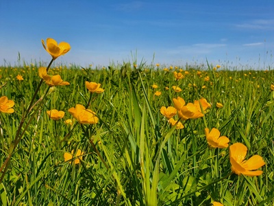 Meadow buttercup