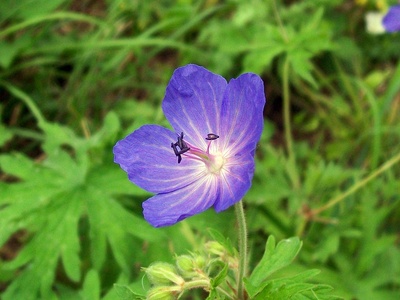 Meadow crane's-bill