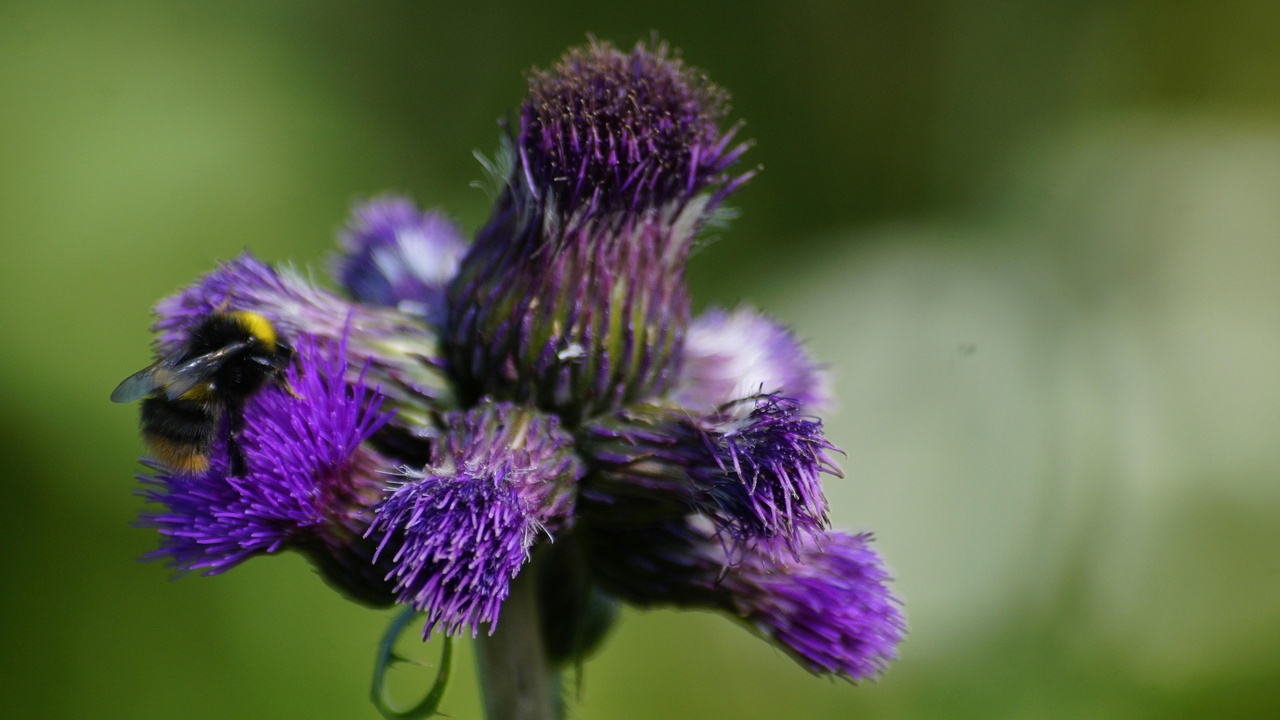 Traditional hay meadows in Slovakia with wildflowers