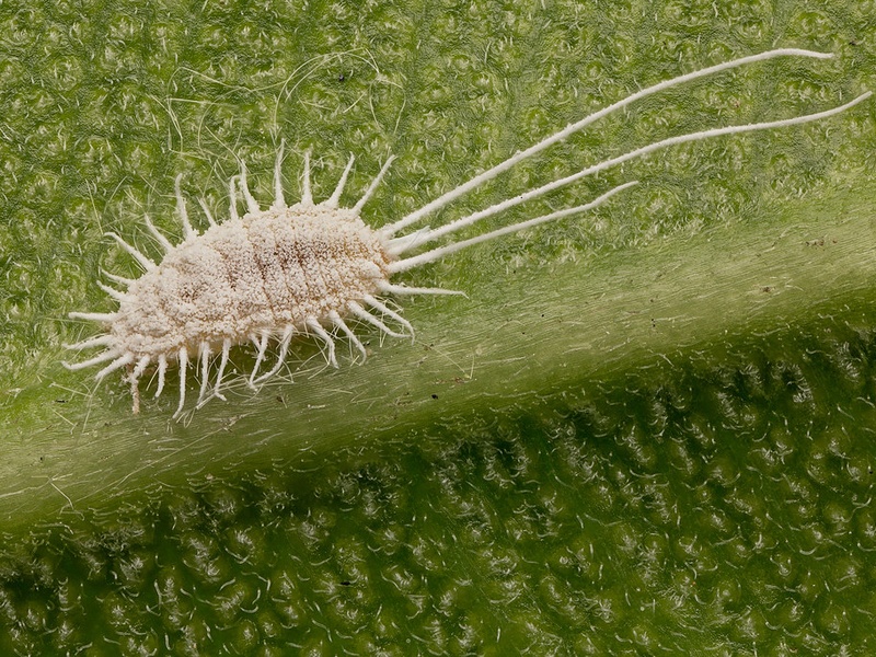 White Beautiful Insect List of White Insects - Flora Fauna Fun