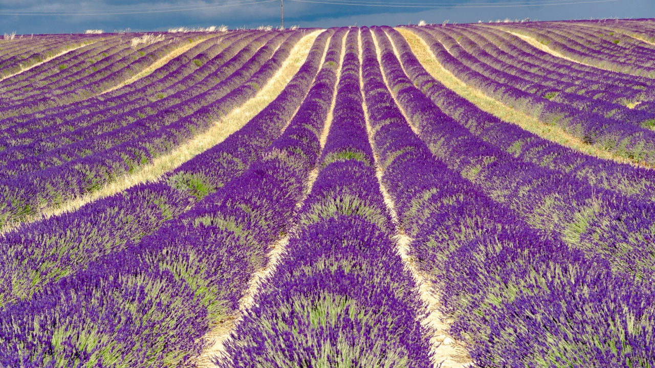 Lavender fields in Provence under clear blue sky and rolling hills