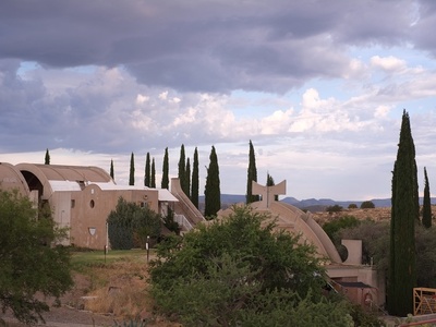 Mediterranean cypress