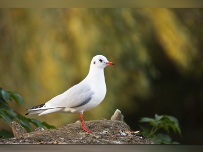Mediterranean Gull