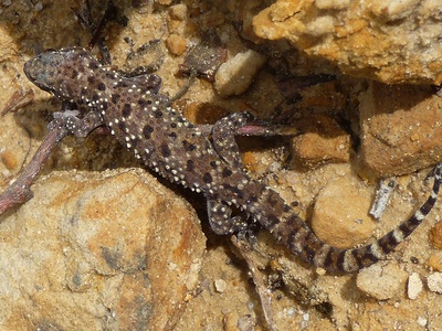 Mediterranean house gecko