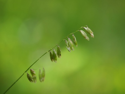Melic grass