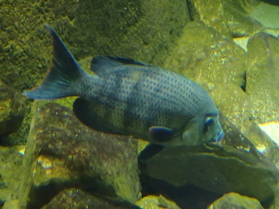 Menarambo cichlid