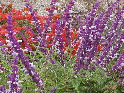Mexican bush sage