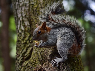 Mexican gray squirrel