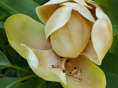 Mexican magnolia