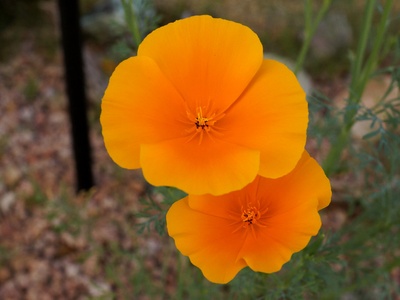 Mexican poppy (evening poppy)