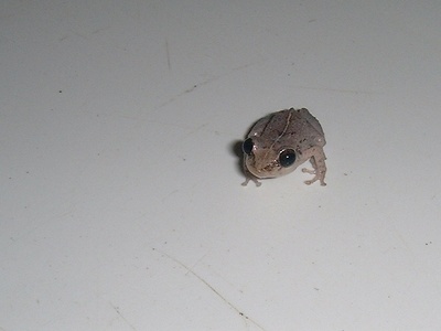 Micro Frog