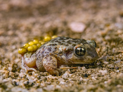 Midwife toad