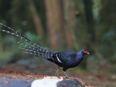 Mikado Pheasant