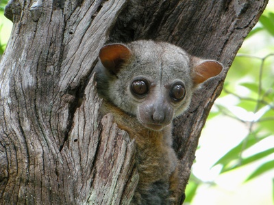 Milne-Edwards' sportive lemur