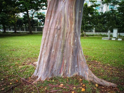 Mindanao gum