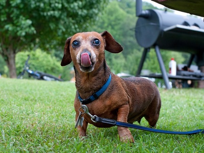 Miniature Dachshund