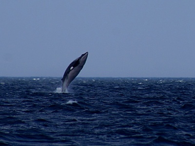 Minke whale