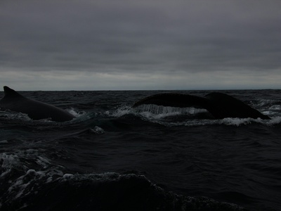 Minke whale (occasional)