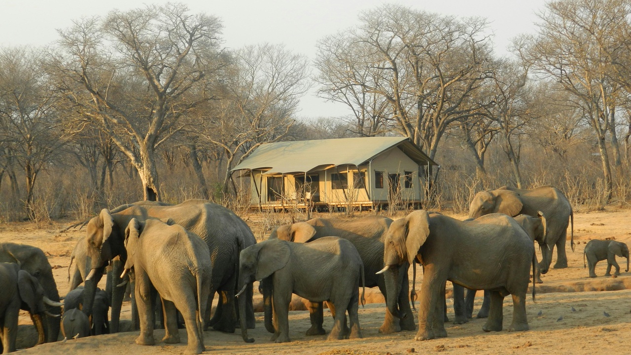 An African elephant herd walking across a savanna, altering trees and shrubs