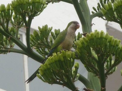 Monk parakeet