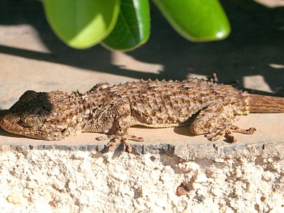 Moorish gecko