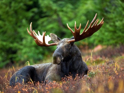 Moose