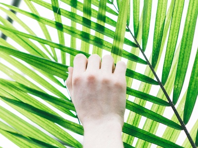 Moriche palm
