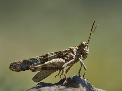 Mormon cricket