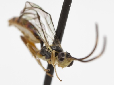 Mosquito (boreal mosquito)