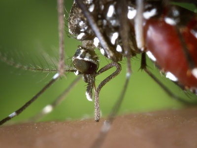 Mosquitoes (West Nile vectors)