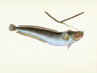 Mosquitofish