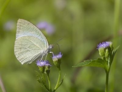 Mottled Emigrant