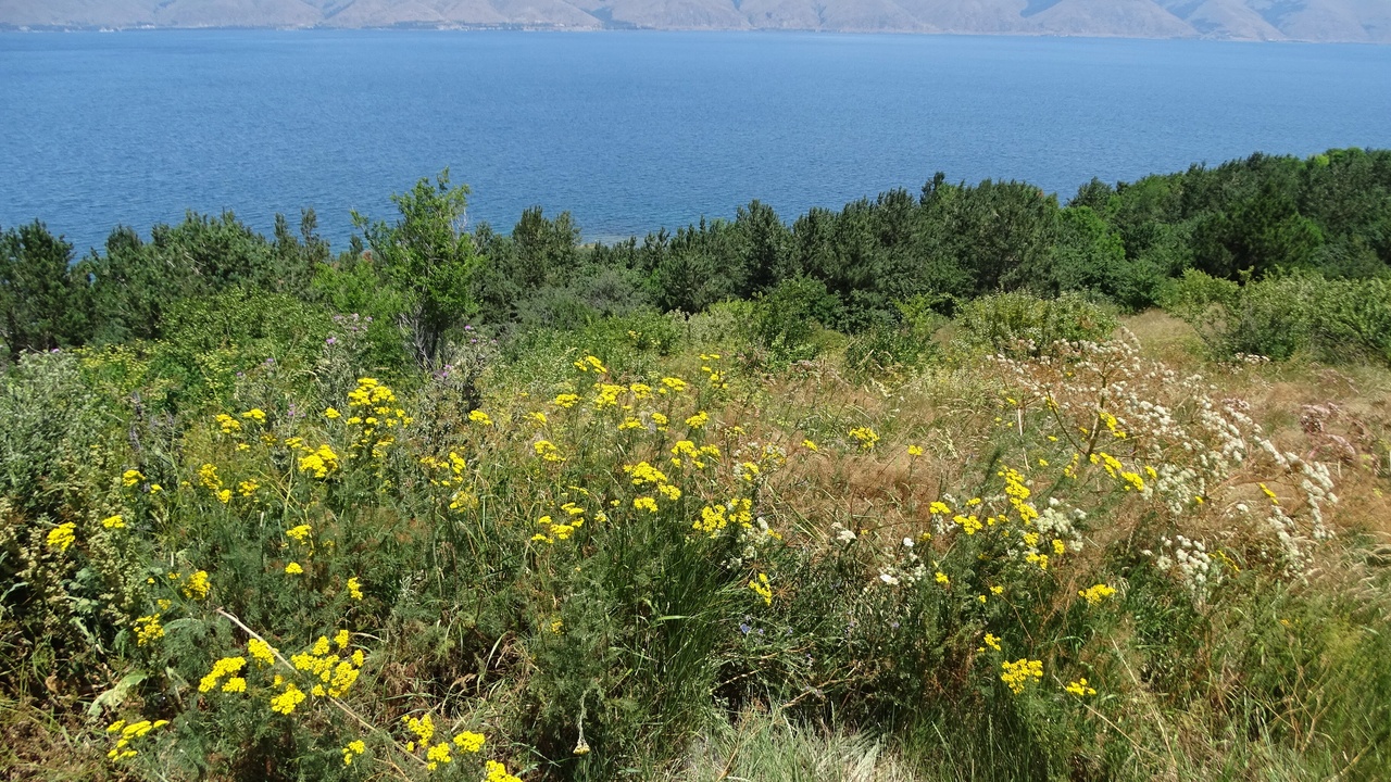 Alpine meadow and rocky slope of the Armenian Highlands with spring wildflowers