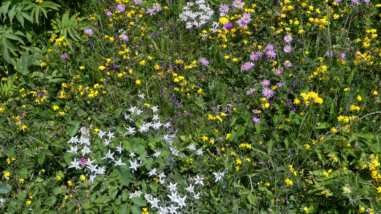 Alpine meadow with edelweiss and gentian under clear sky